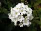 fondos de flores blancas hasta 2560x1920